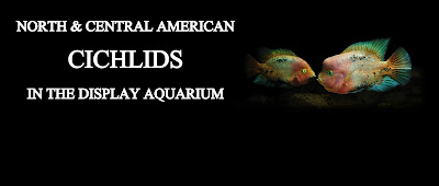 North & Central American Cichlids in the Display Aquarium