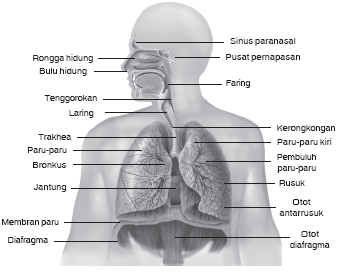 cara ternak ayam: Penggemukan Sapi modern-day