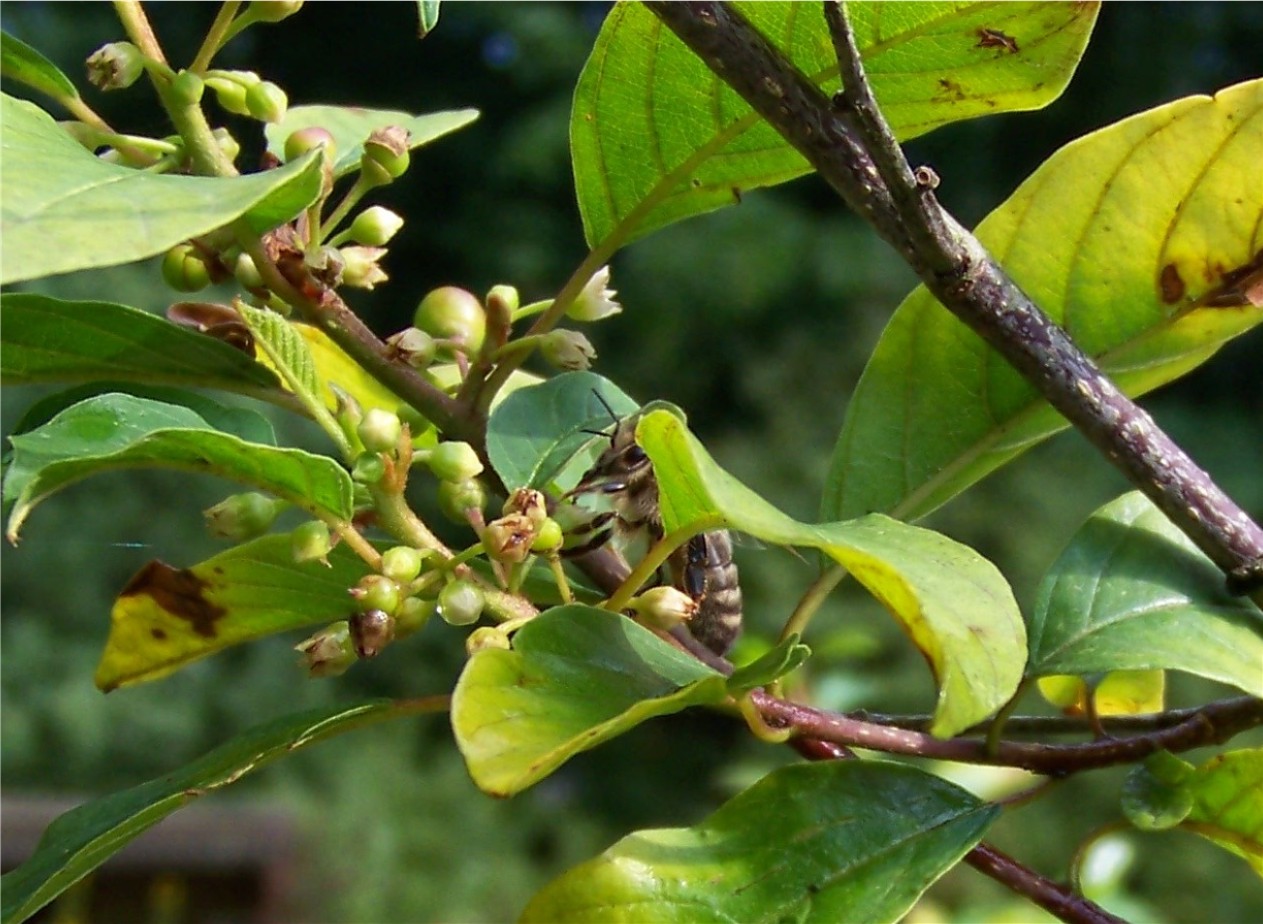 IVNBijentuin Vuilboom of Spork (Rhamnus frangula)