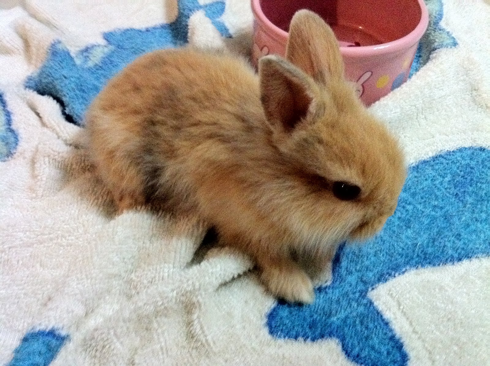 Bitz 'n' Bunz Cute and Active Lion Head Dwarf