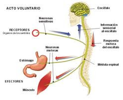 cadenas voluntarias definicion biolog 237 a cadenas voluntarias definicion biolog 237 a
