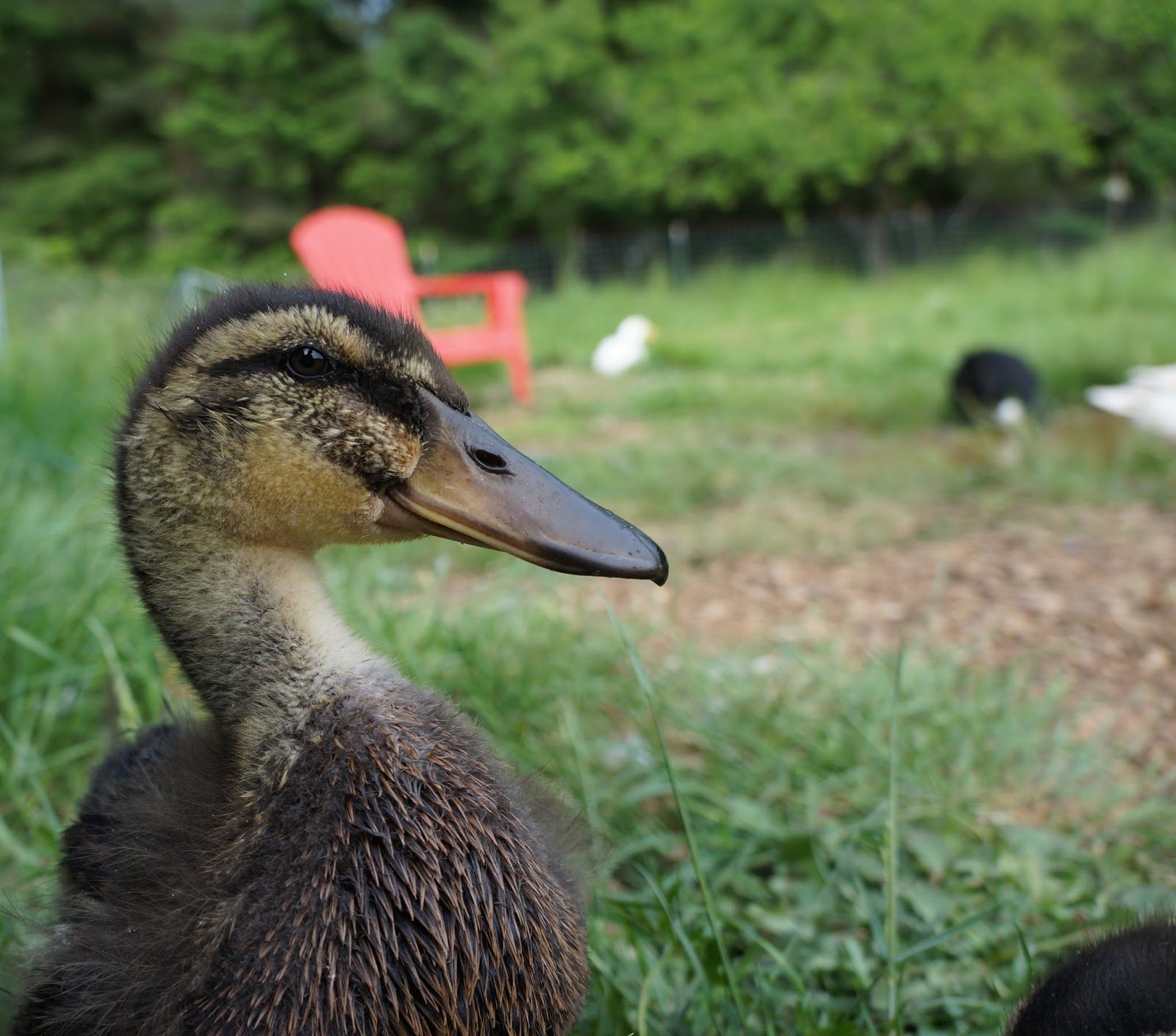 Duck Duck Dog Week of Duck & Dog Photos May 31st to June 6th