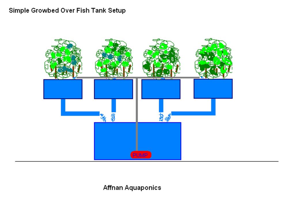 Affnan's Aquaponics: Setting Up A Simple Aquaponics System