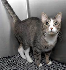 8/27/12 VIDEO Adoptable Cat Tiger New Haven, CT Animal Shelter |-#673 Sanchez