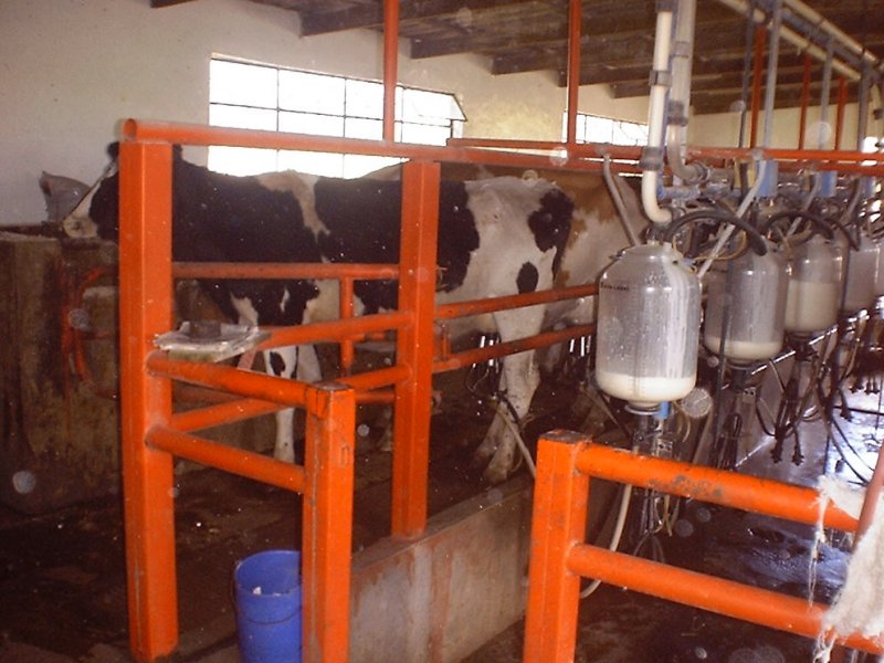 dairy farm images