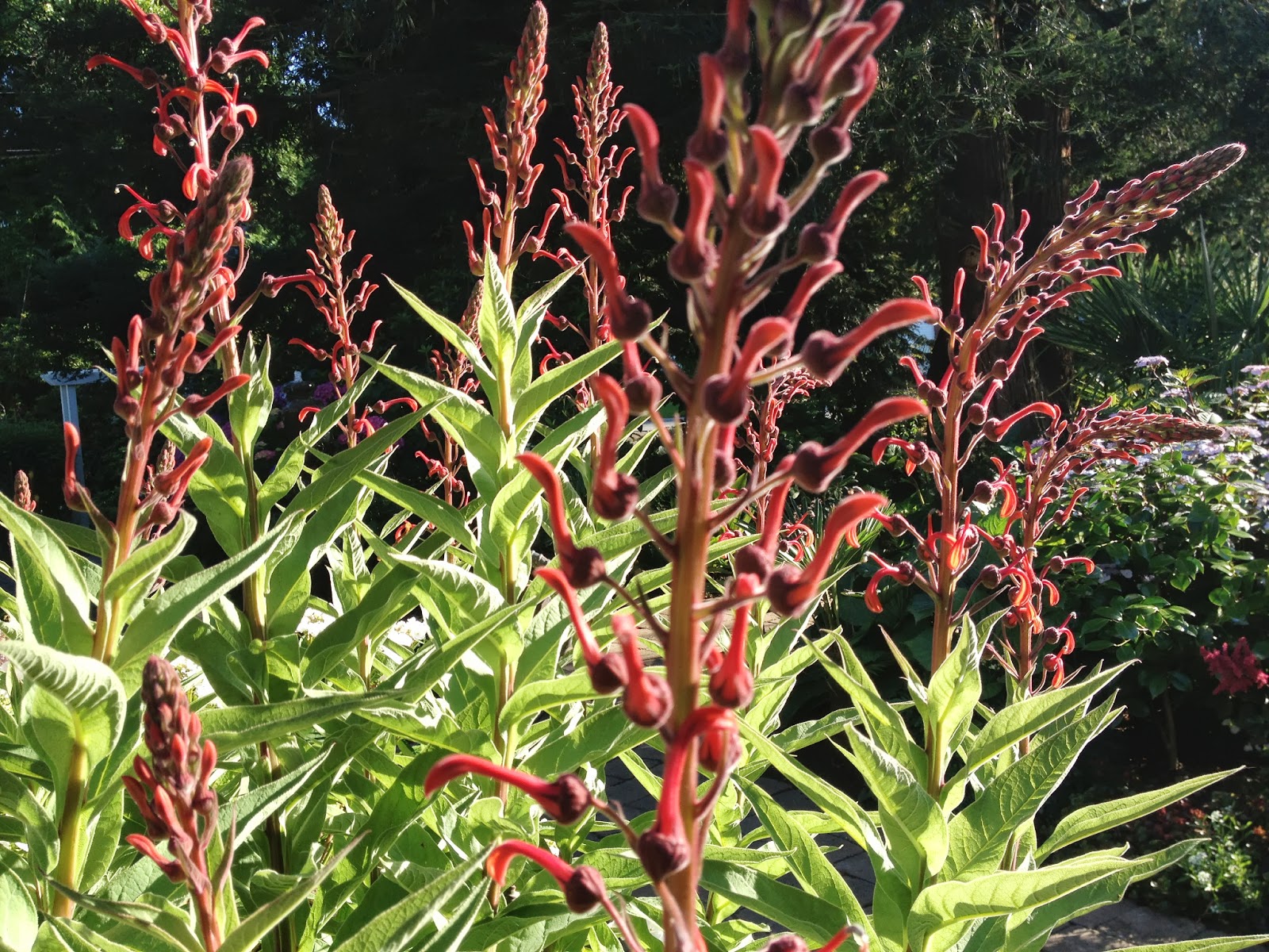 I M In The Garden Today Fragrant Sarcococca
