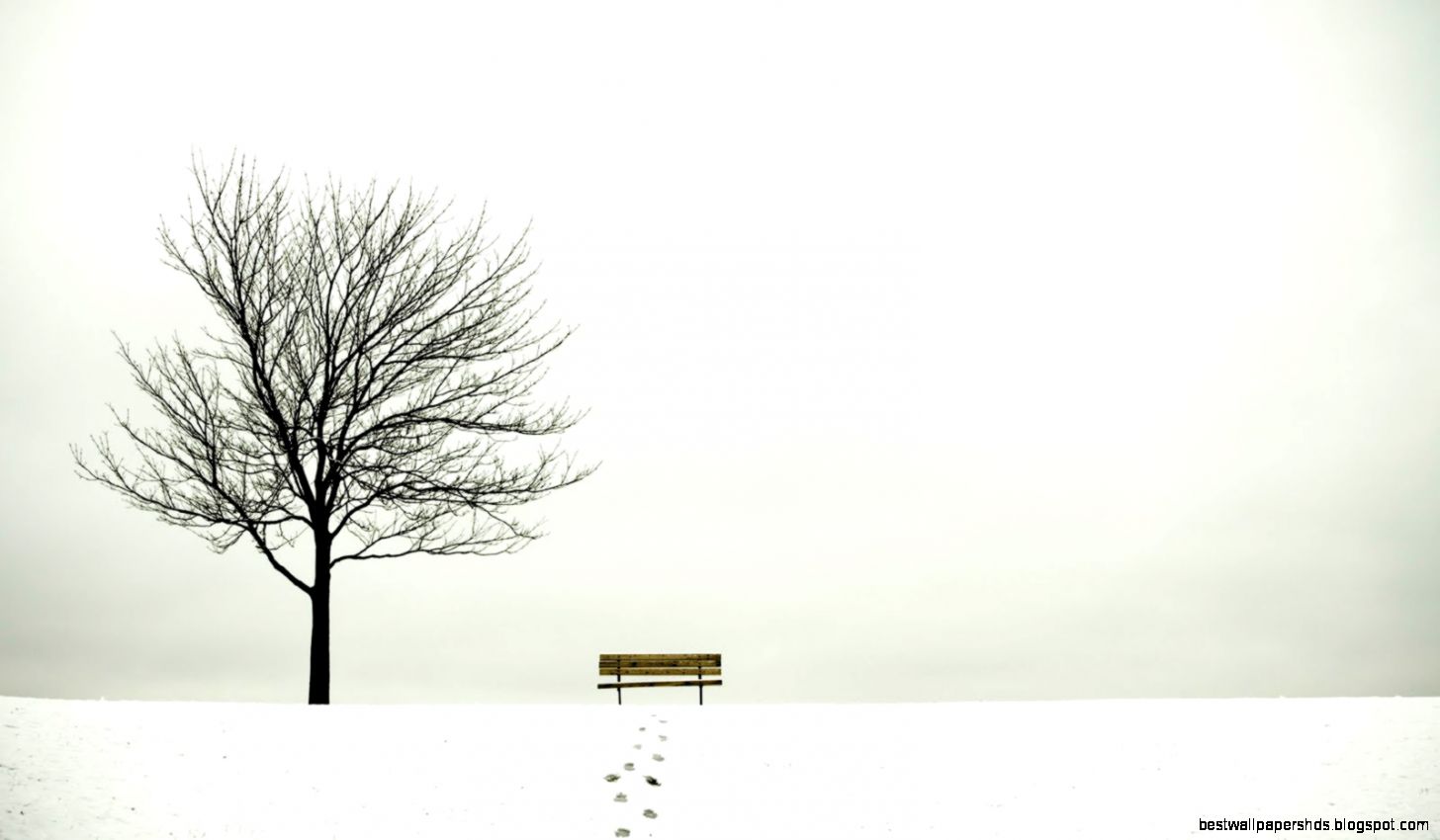 Bench and Trees in the Winter Bench and Trees in the Winter