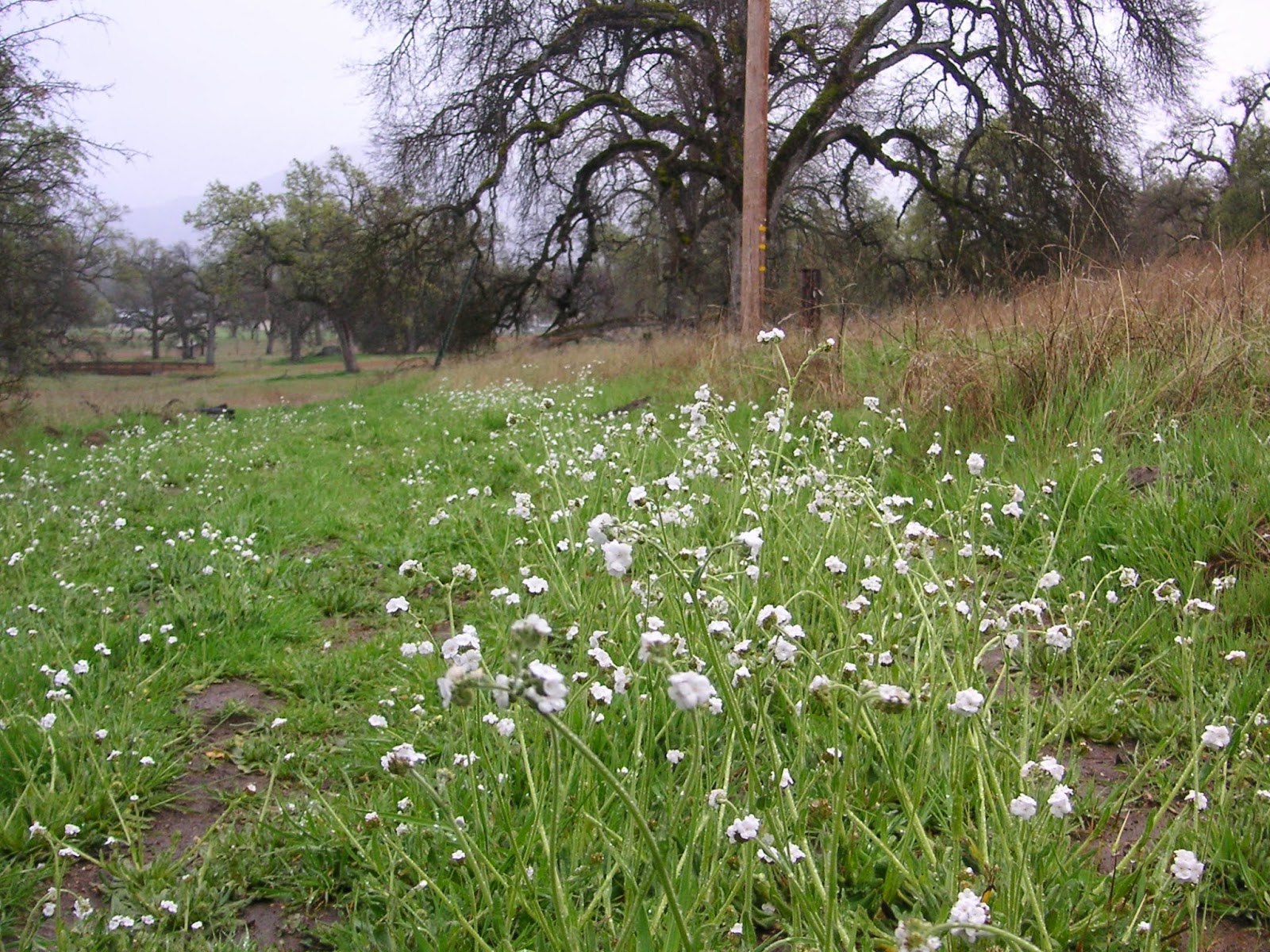 Nature ID rusty popcorn flower 03/26/14 Ahwahnee Hills