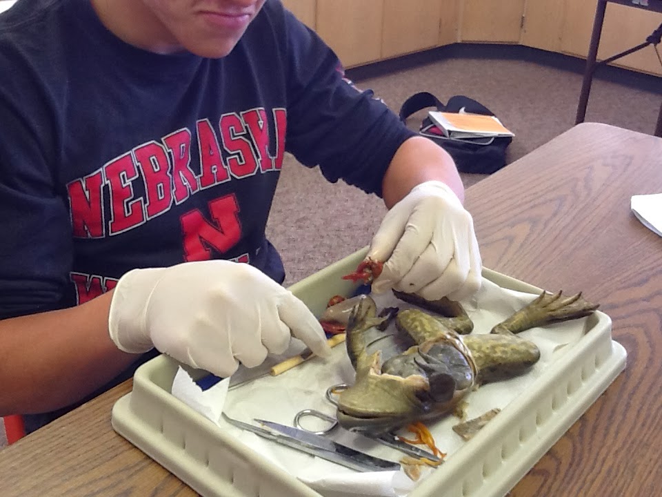 Bull Frog Dissection in Advanced Biology | Chadron Public Schools