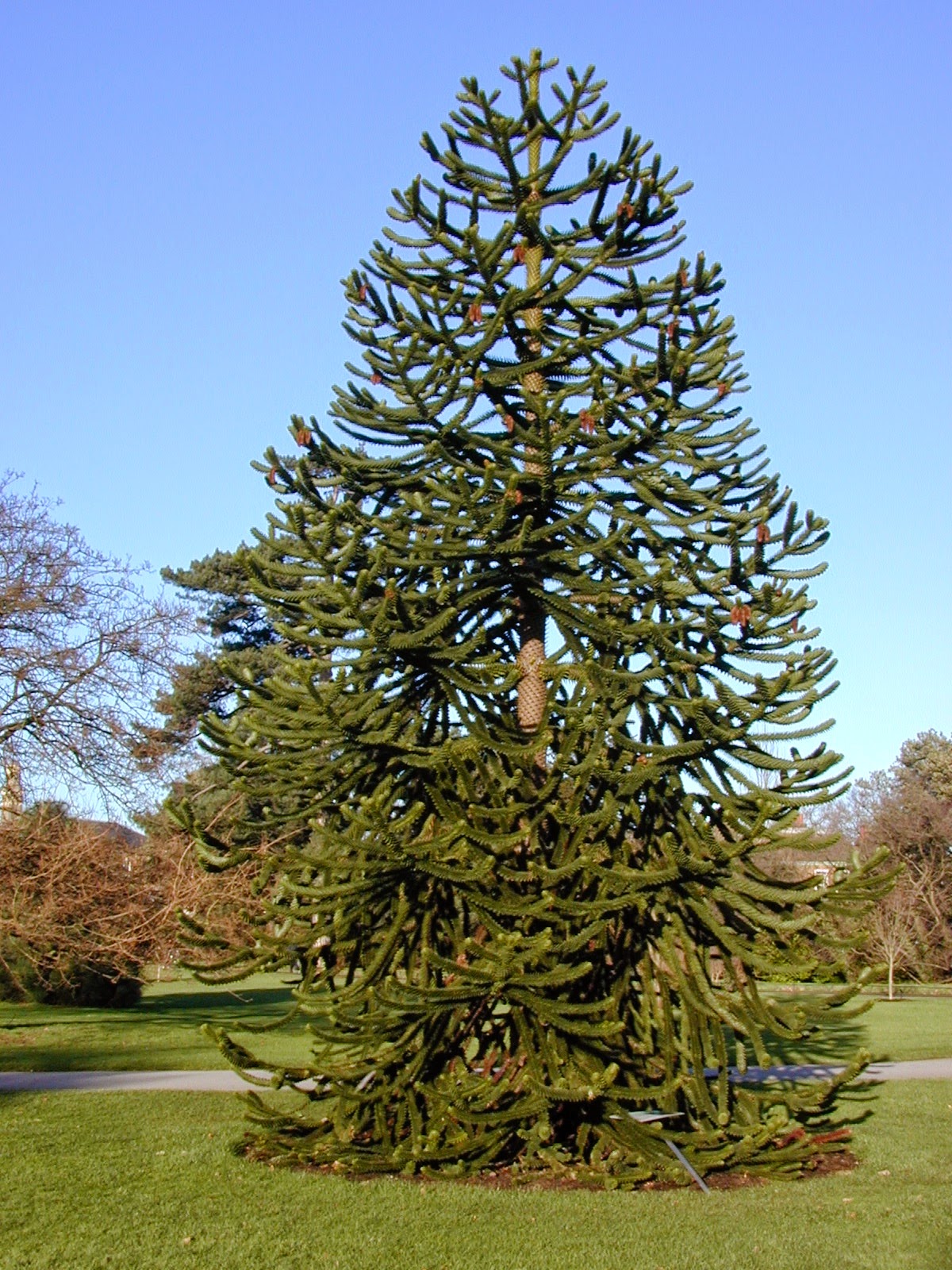 Araucaria araucana called the monkey puzzle tree, monkey tail