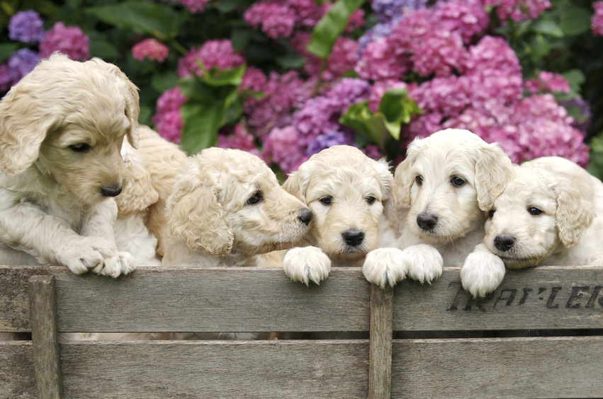 Hunde für Allergiker Labradoodle DER Hund für Allergiker?