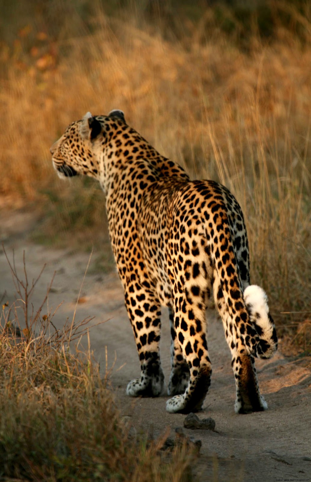 Leopard Walking Leopard Walking