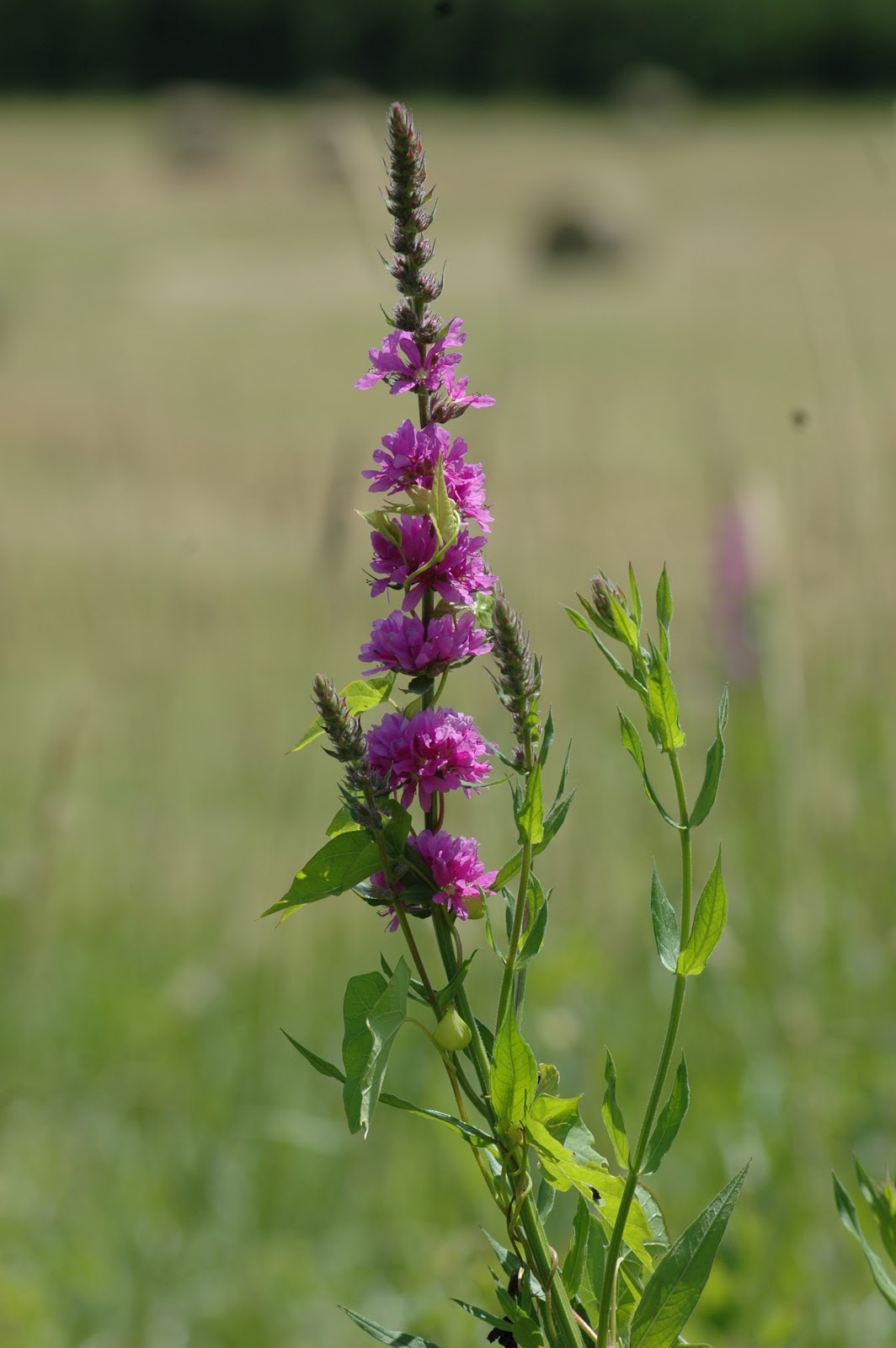 Country Comfy Corner Maine wildflowers...