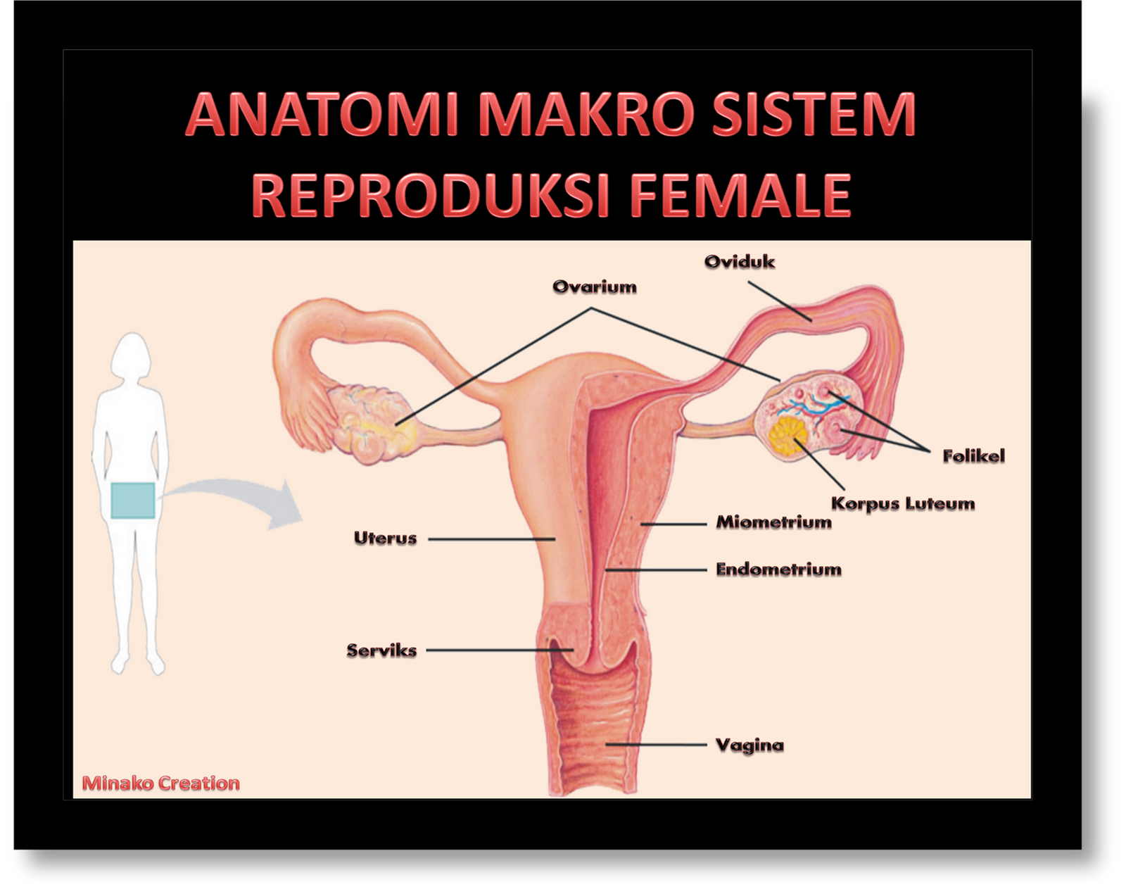 Anatomi Makro Sistem Reproduksi Male Mikro Ovarium Anatomi Makro Sistem Reproduksi Male Mikro Ovarium