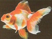 Goldfish Pictures - Butterfly Tail Goldfish