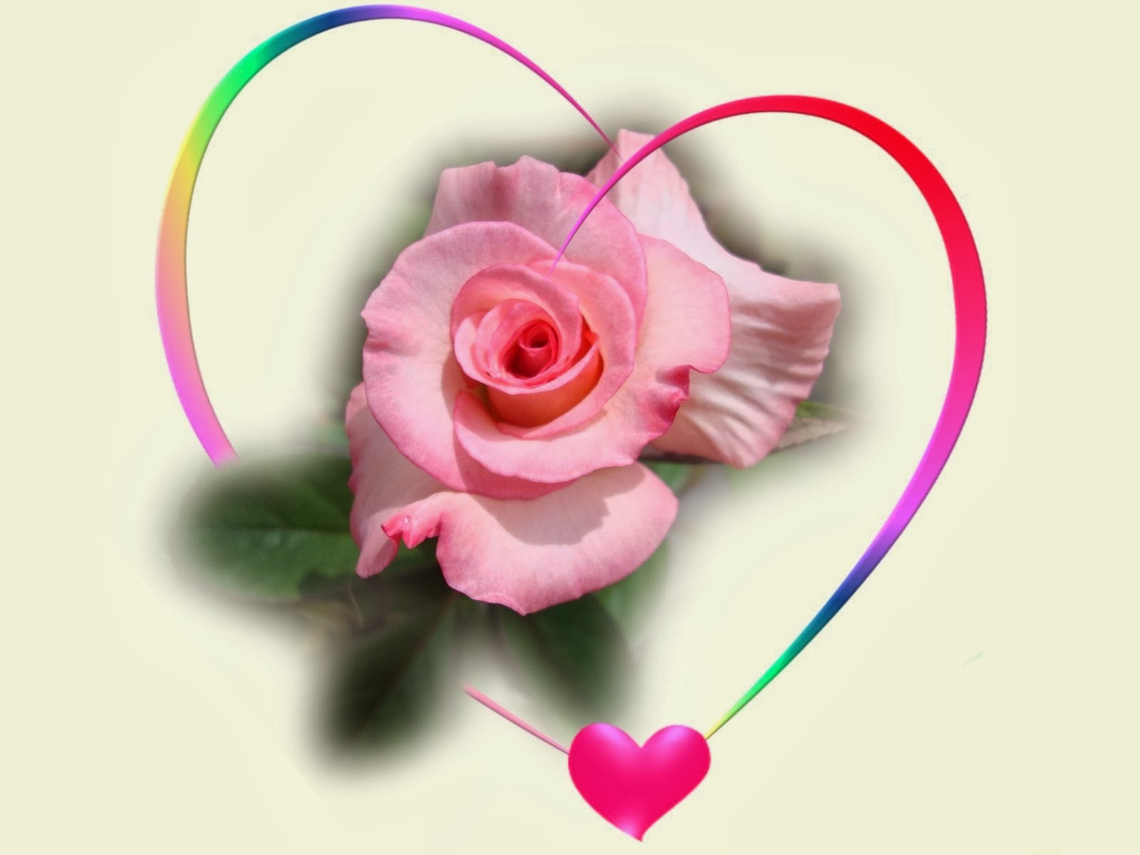 pink rose hearts