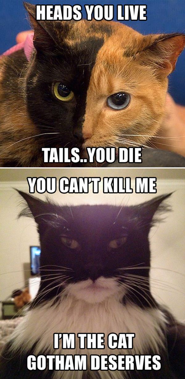 Heads You Live, Tails You Die (pic) Daily Fun Pics