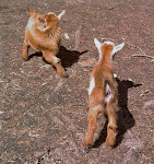 click the baby goats to go to my farm blog