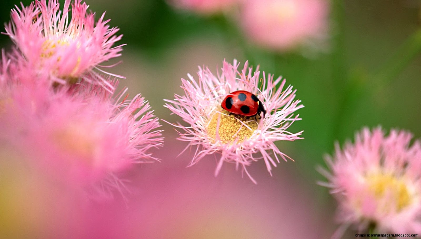 Ladybug On Flower Ladybug On Flower