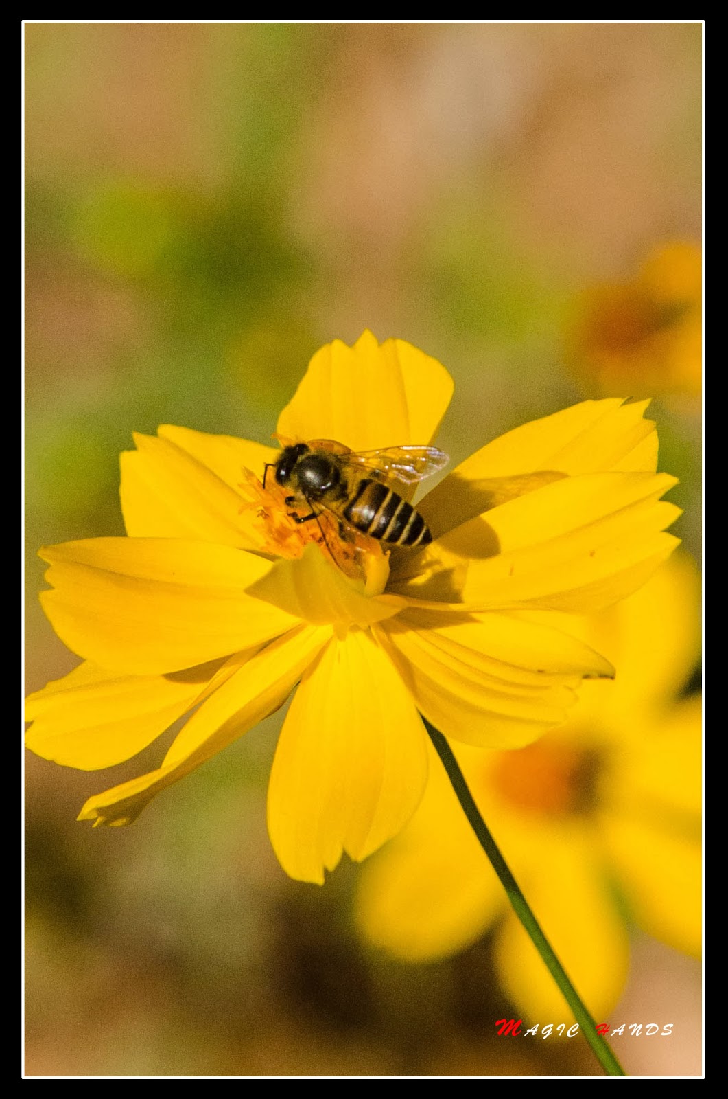 Photo Magic Hands AlArfaj The National Flower of Kuwait