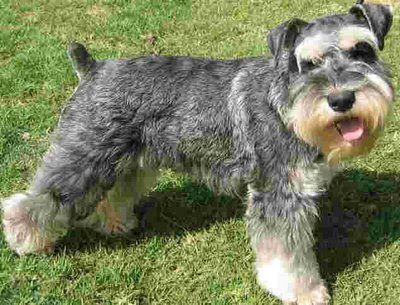 Schnauzer Dog Breed Pictures