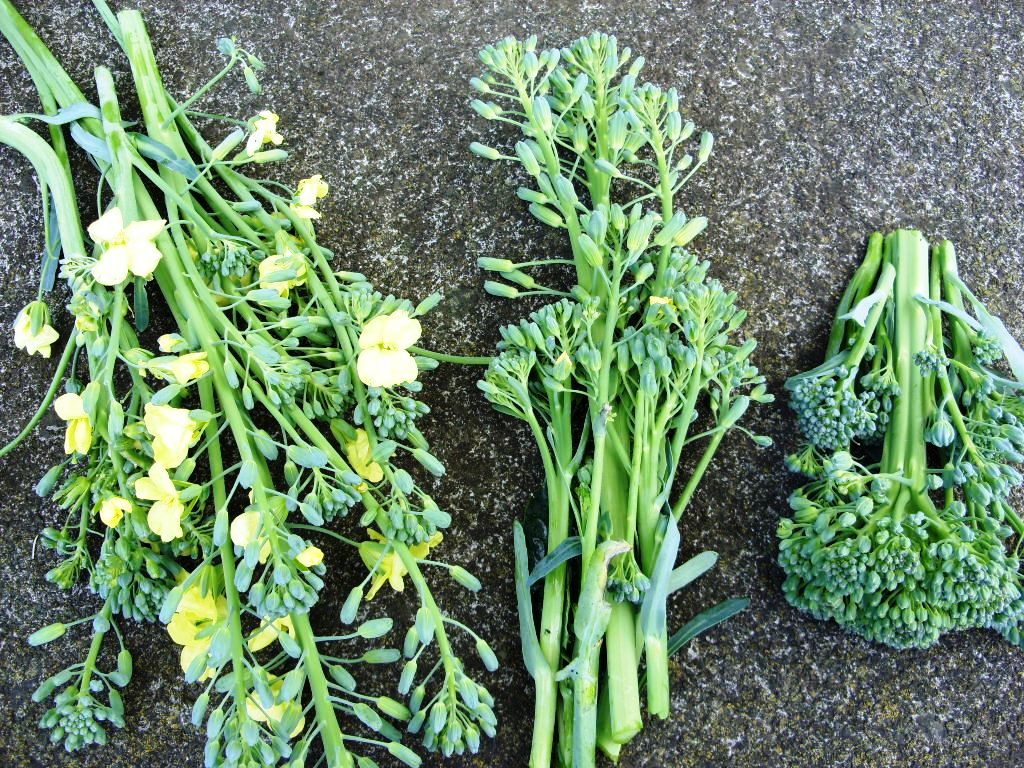 Growth Broccoli Plant Growing Stages