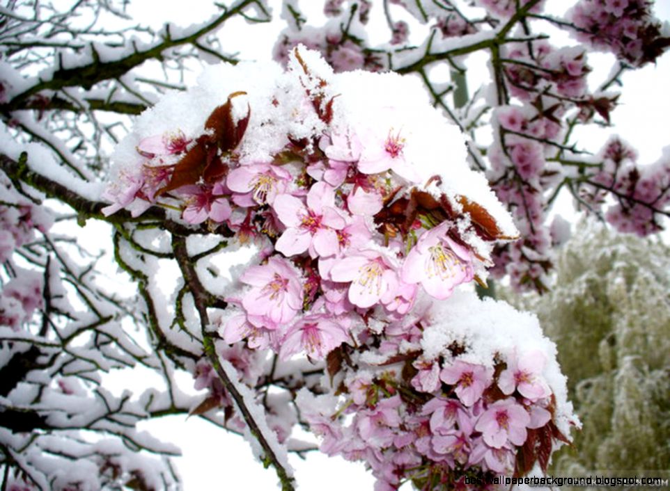 early spring wallpapers 1024x early spring wallpapers 1024x