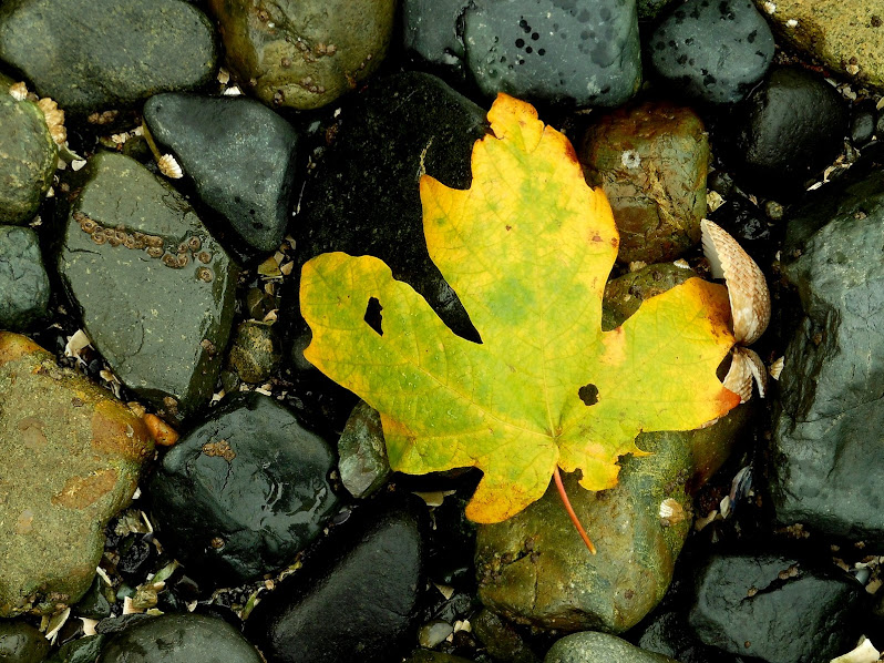 Oh Canada! Maple leaf on a rocky beach (2012-10-14)