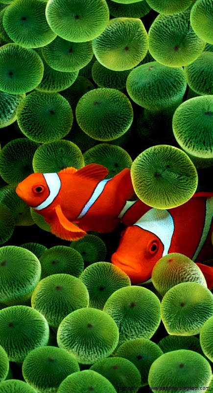 Clown fish iPhone 6 Wallpaper HD iPhone 6 Wallpaper Clown fish iPhone 6 Wallpaper HD iPhone 6 Wallpaper