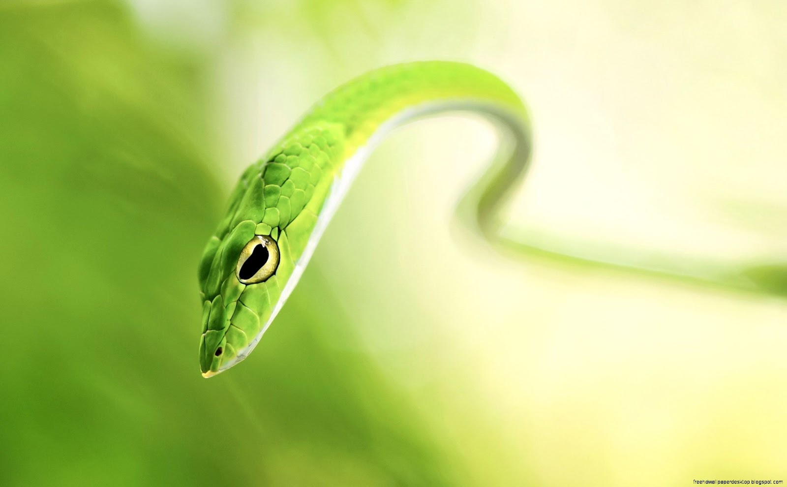 Green Snake Eye Green Snake Eye