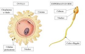 gametos: ovocitos y espermatozoides 2