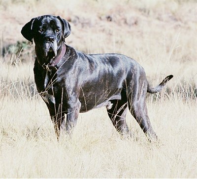 fila mastiff