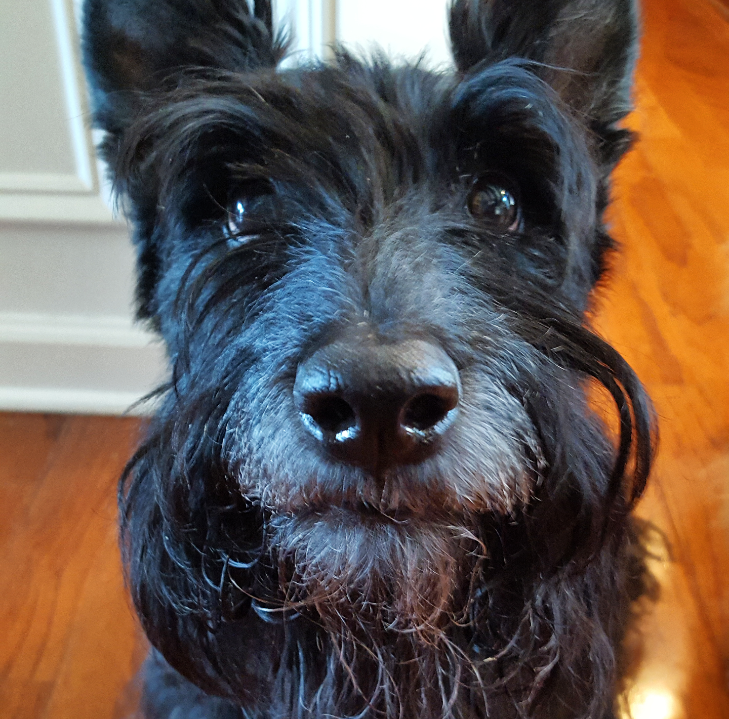 Scottie Mom How to Keep your Pet Smelling Fresh