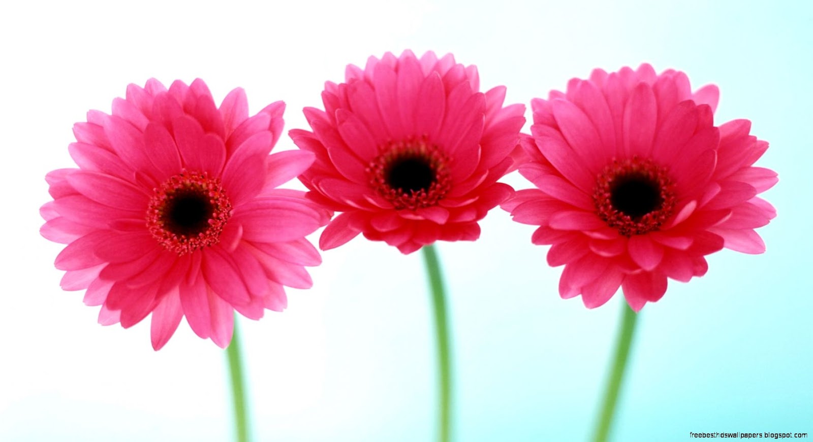 Pink Flower Desktop Pink Flower Desktop