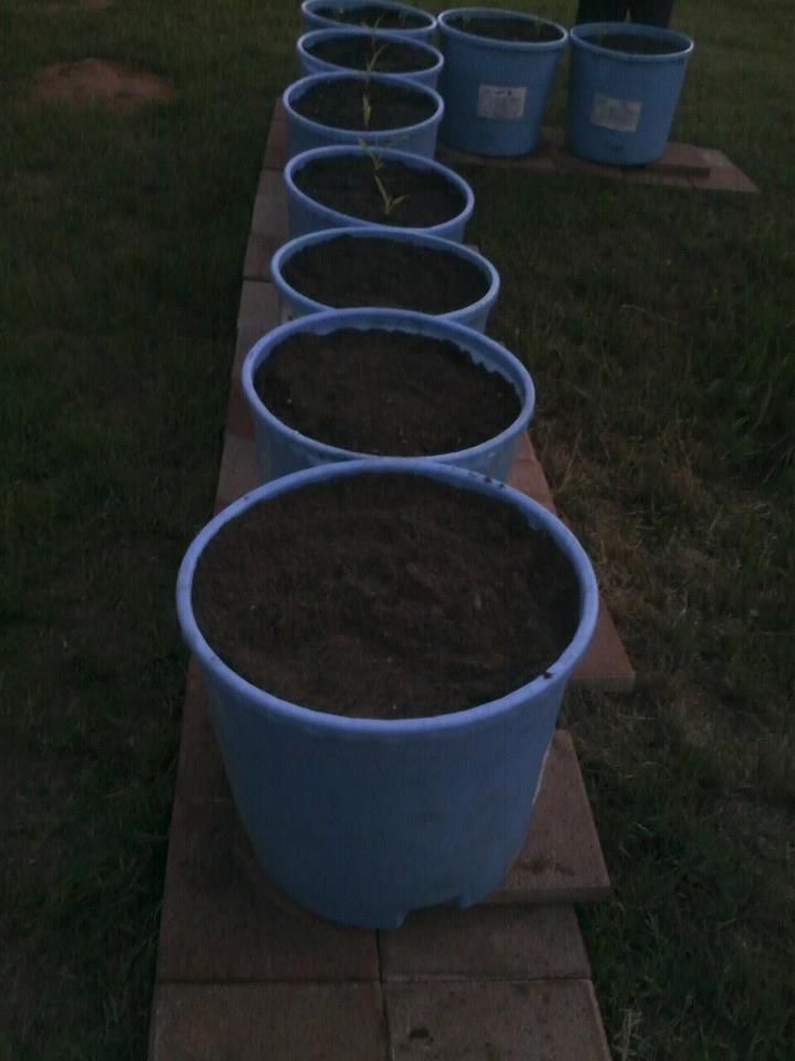 The Cloudy Visage of Sunrise Bucket Garden