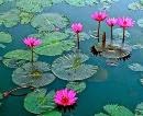 Beautiful Lotus...Yi cun guang yin, yi cun jin. cun jin nan mai cun guang yin..._/\_