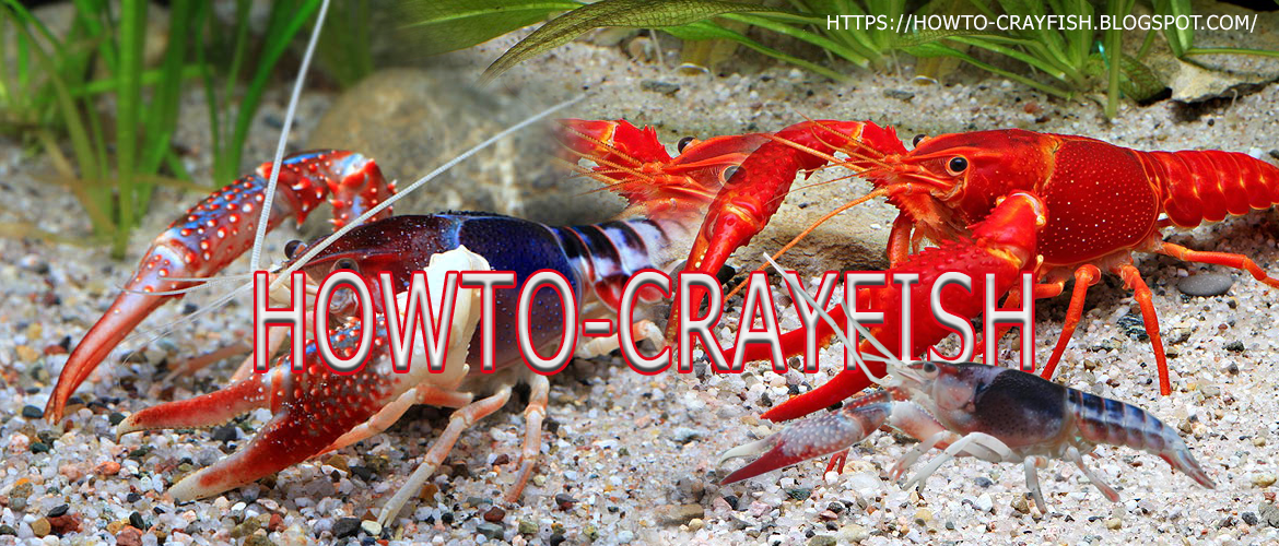 วิธีเลี้ยงกุ้ง Crayfish โกส ด่าง วัวด่าง สอนเลี้ยงกุ้งเครย์ฟิช - กุ้งเครฟิช