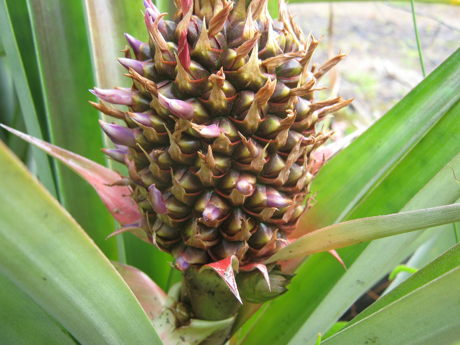 Garden Guy Hawaii Seeds in Pineapples?