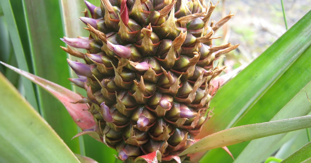 Garden Guy Hawaii Seeds in Pineapples?