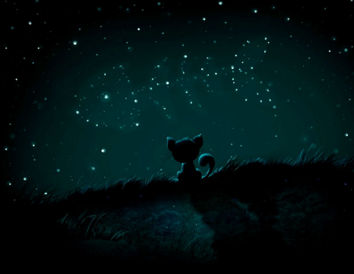 Cat at Night Cat at Night