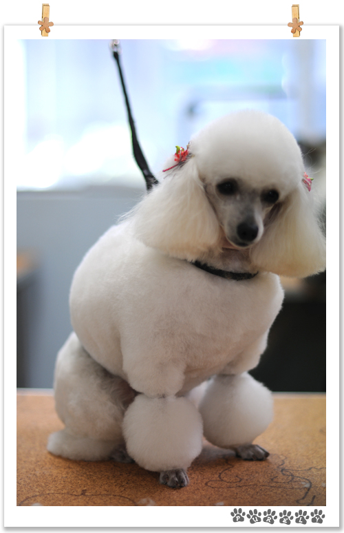 犬の美容室ピュアリー プードルスクール プードル パピヨン ヨーキー チワワ Mix シーズー 犬の美容室ピュアリー プードルスクール プードル パピヨン ヨーキー チワワ Mix シーズー
