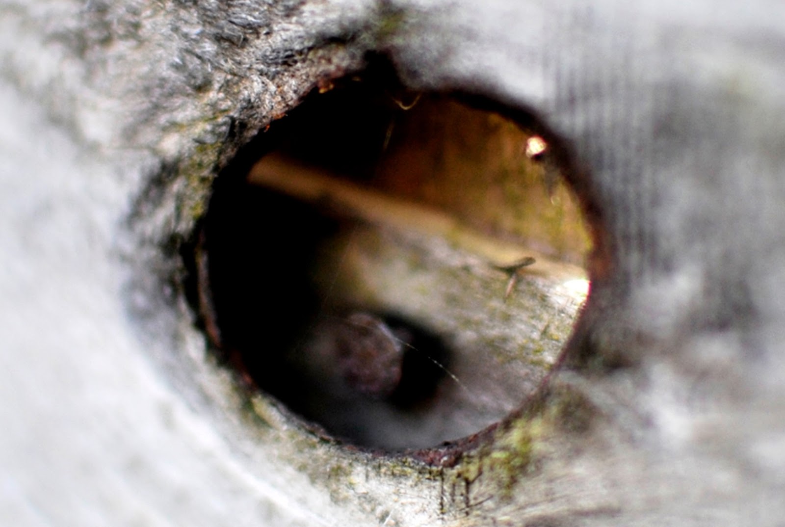 HEREIN ARE INSCRIBED THE HOLY WRITINGS OF PADFOOT HOLES IN THINGS