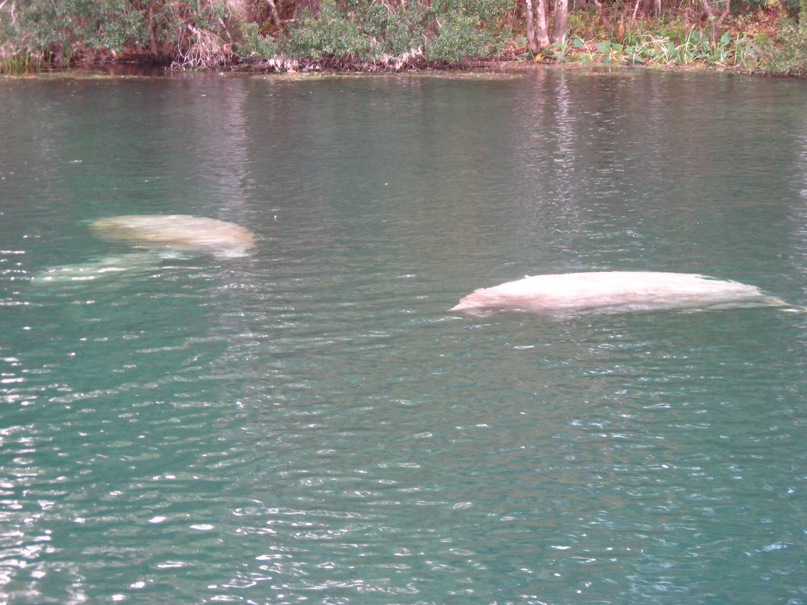 Serenity Now, Insanity Later Nov 6 Wakulla Springs to St. Island