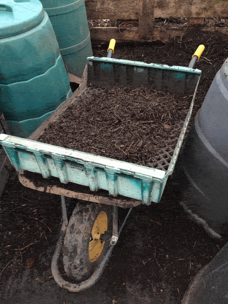 Allotment Garden Harvesting oca and sieving the compost.