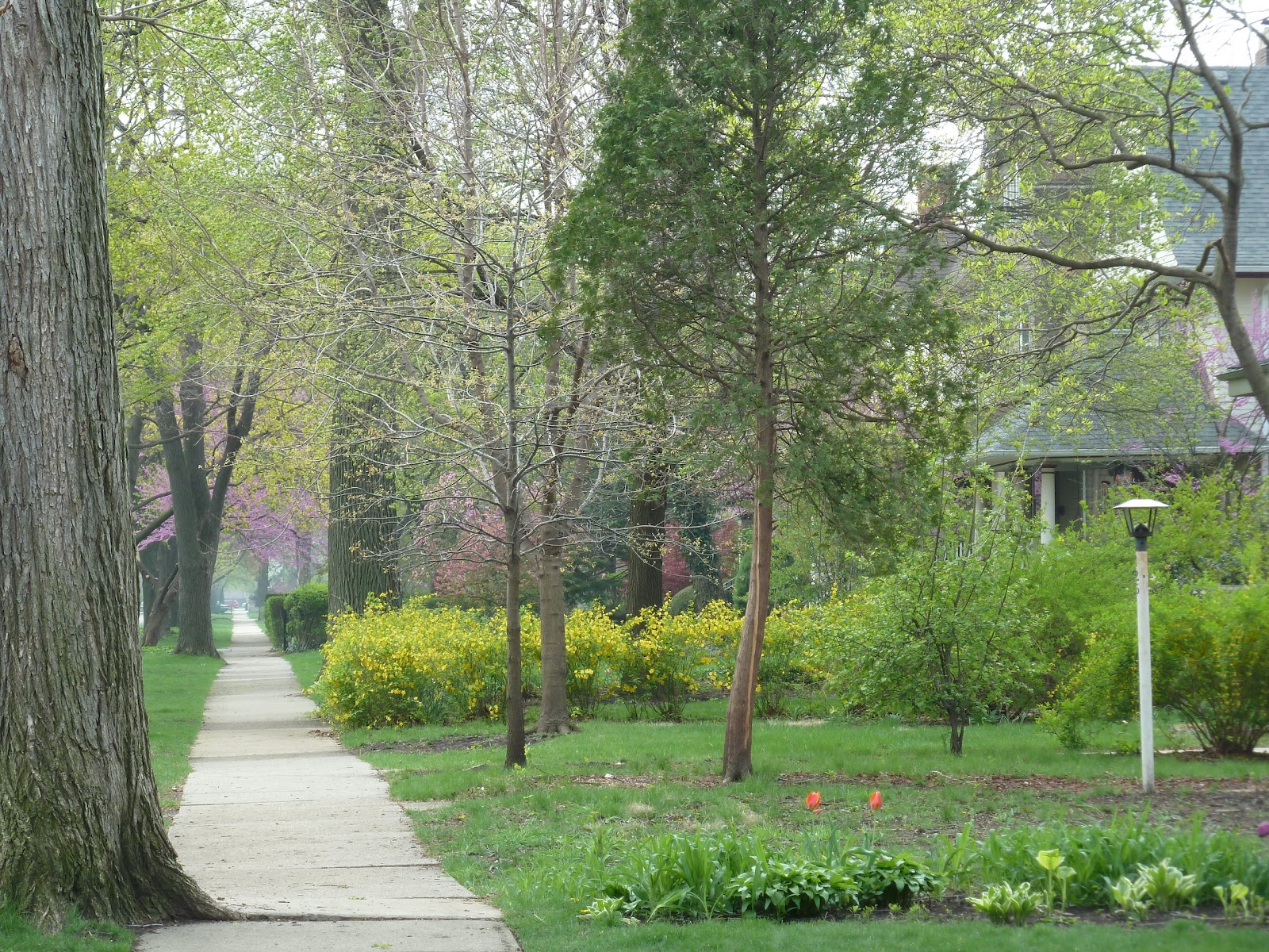 The Chicago Real Estate Local Back in Oak Park!
