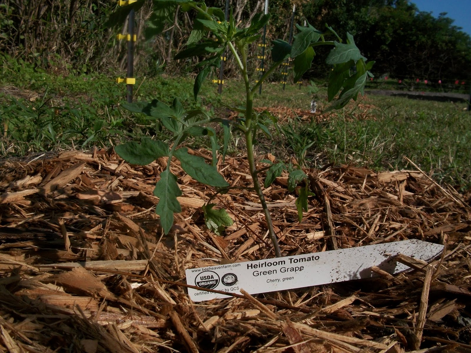 The Plant Hunter A Walk Through Our Test Garden