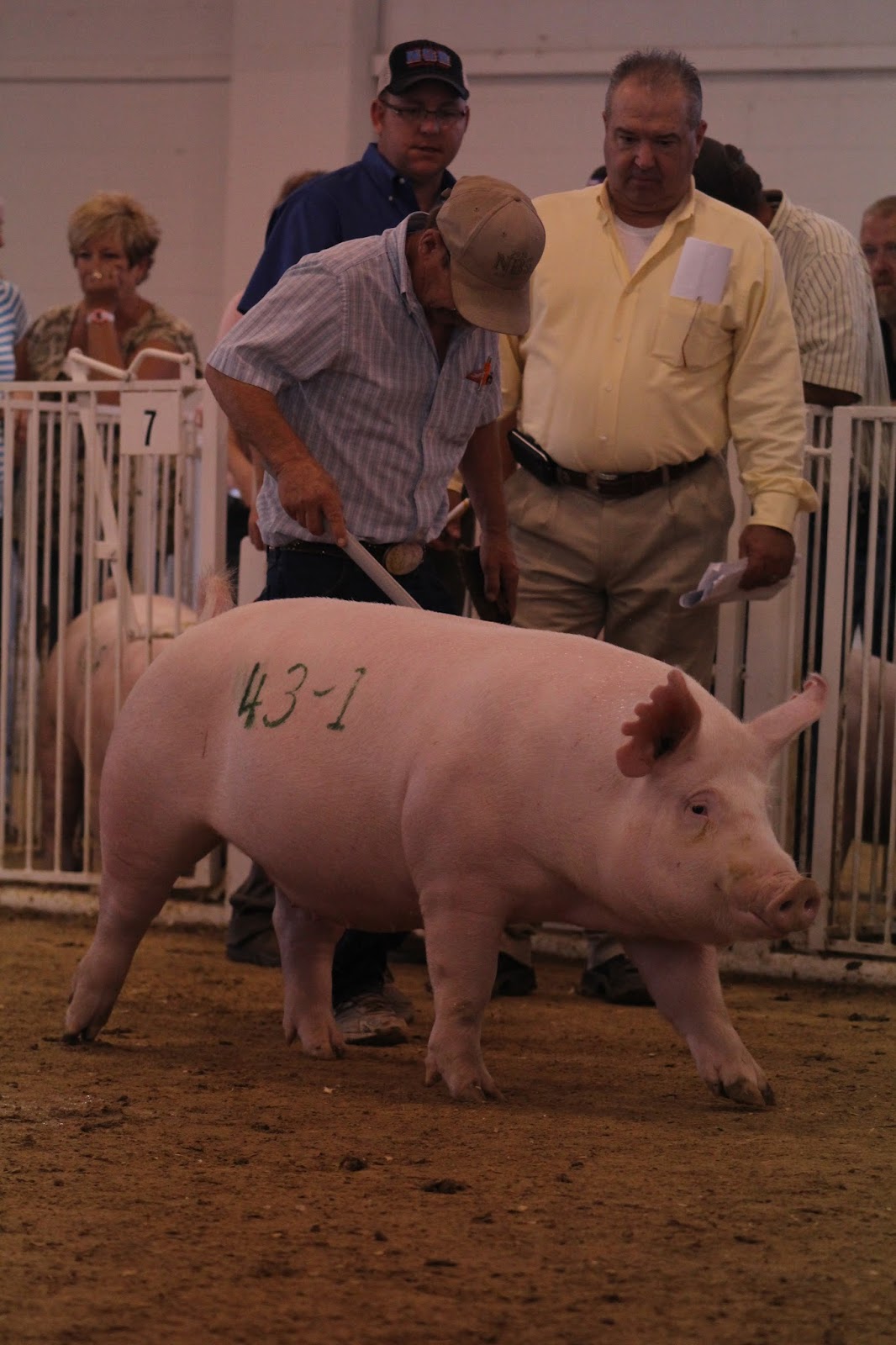 NSR Show & Sale Results 2013 National Barrow Show Yorkshire Boar and