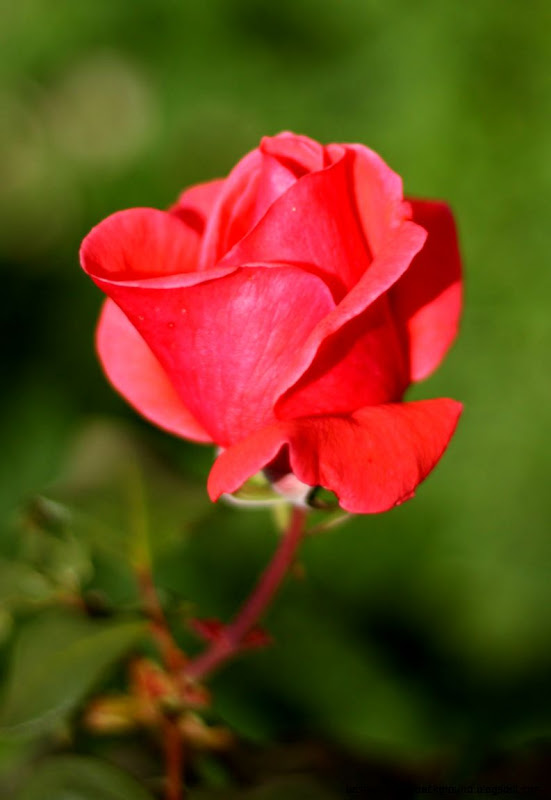 Pink Rose Bud Free Stock Photo Public Domain Pictures Pink Rose Bud Free Stock Photo Public Domain Pictures
