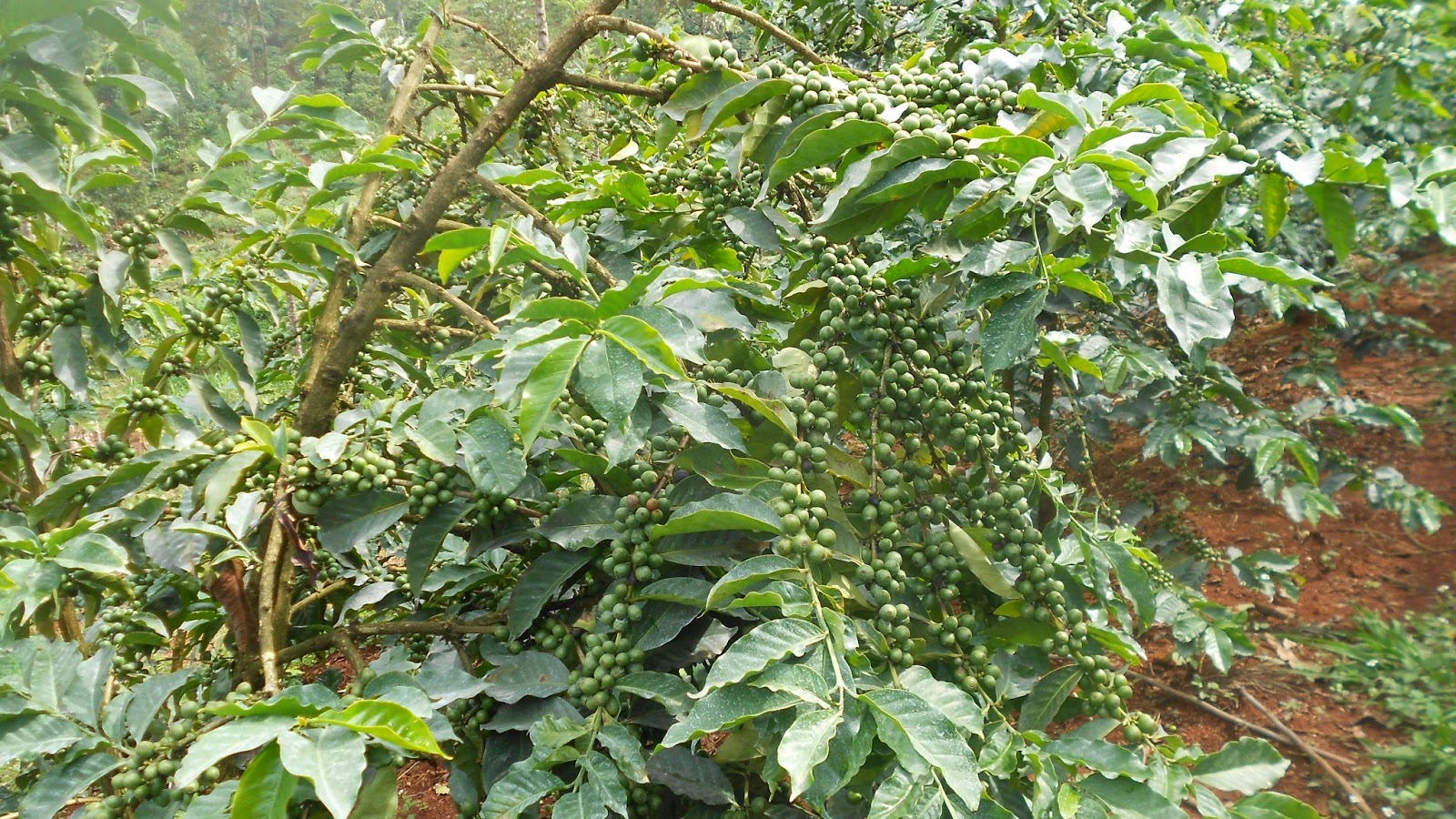 Coffee fortunes lure Kenyan growers AgroEnvironment Initiative