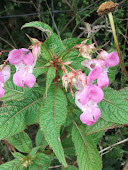 Himalayan  Balsam( Impatiens glandulifera